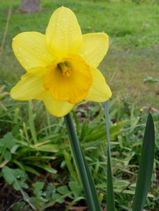 Happy daffodil growing in the Editor's garden!