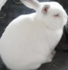 "Nick's pet rabbit. Do you think he might have a role in the novel?"