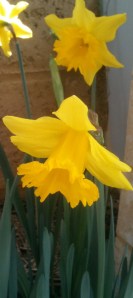 daffodils