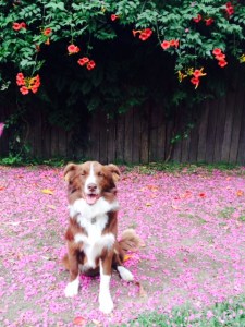 Procrastipuppy -- A.L. Tait's dog