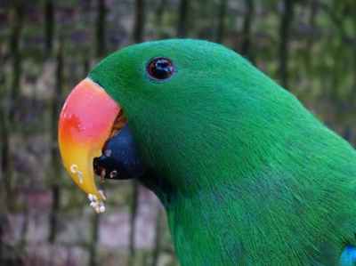 male eclectus parrot. image courtesy pexels.com