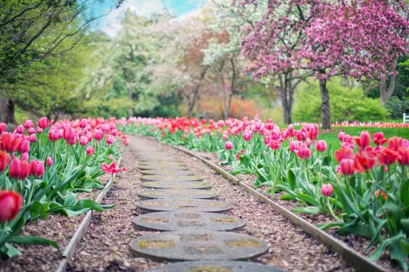 A field of tulips and cherry blossom. Photo from Pexels.com