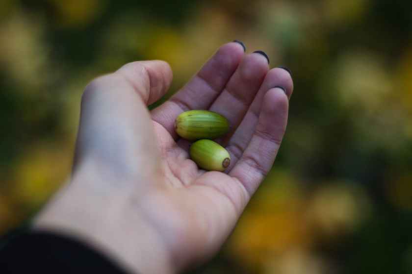 A hand holding two green seeds. Photo courtesy of pexels.com