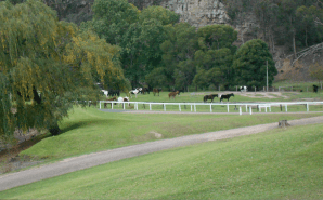 Horses ready for horseriding. Photo by Jessie.