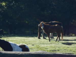 Horses. Photo by Jessie.
