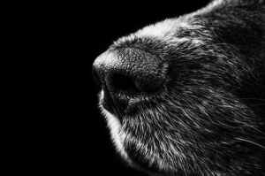 Dog snout at night. photo courtesy pexels.com