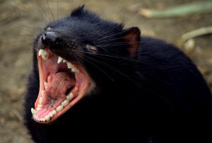 Tasmanian Devil by MappingMeganTravel on pixabay
