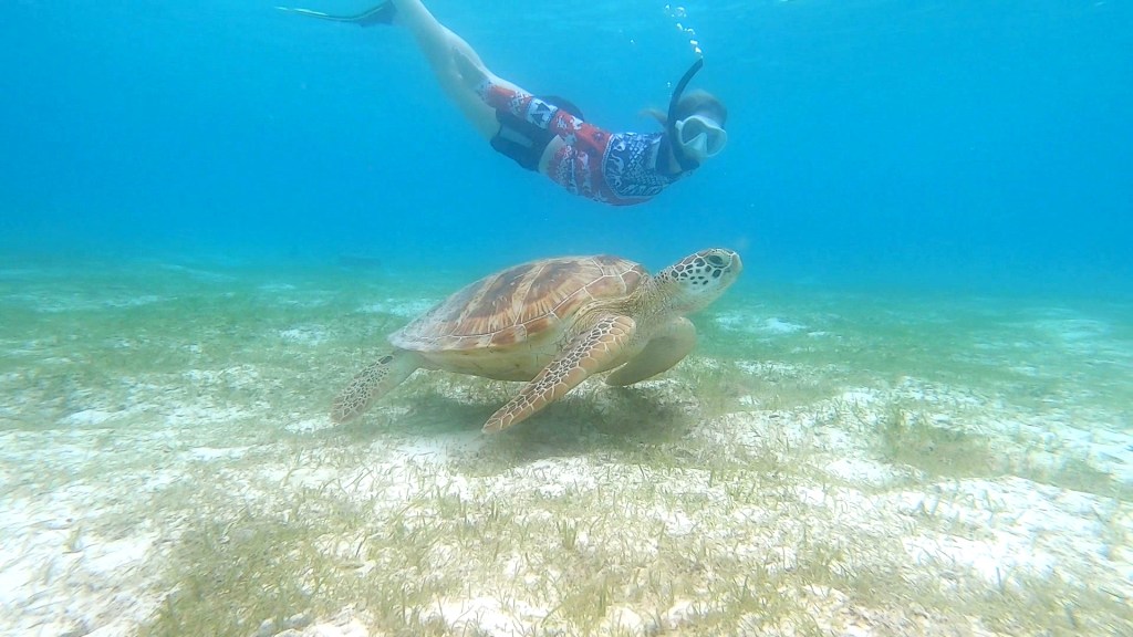 Kylie Howarth swimming with a turtle