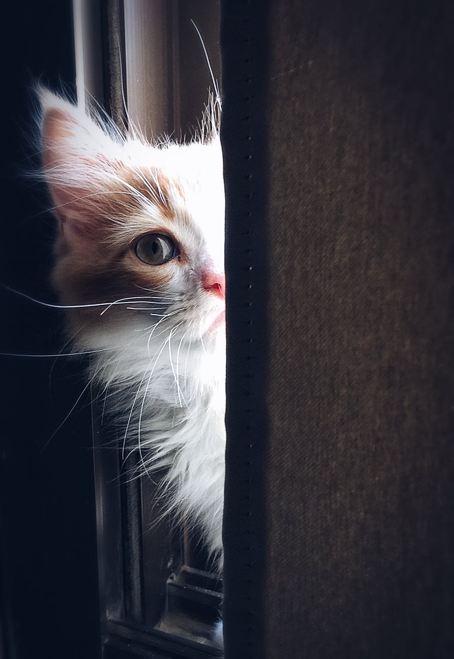 Cat peeking out a doorway. Photo by Henda Watani at pexels.com