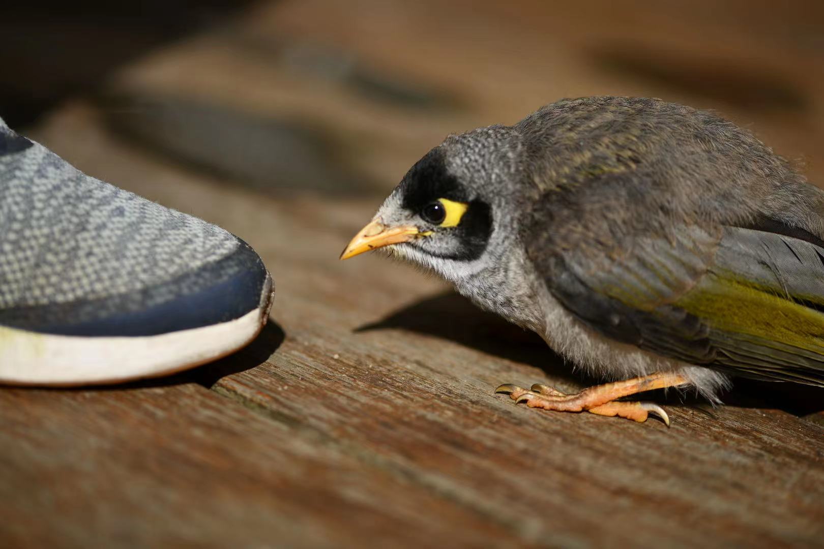 Bird and shoe. Photo by Donna Wu.