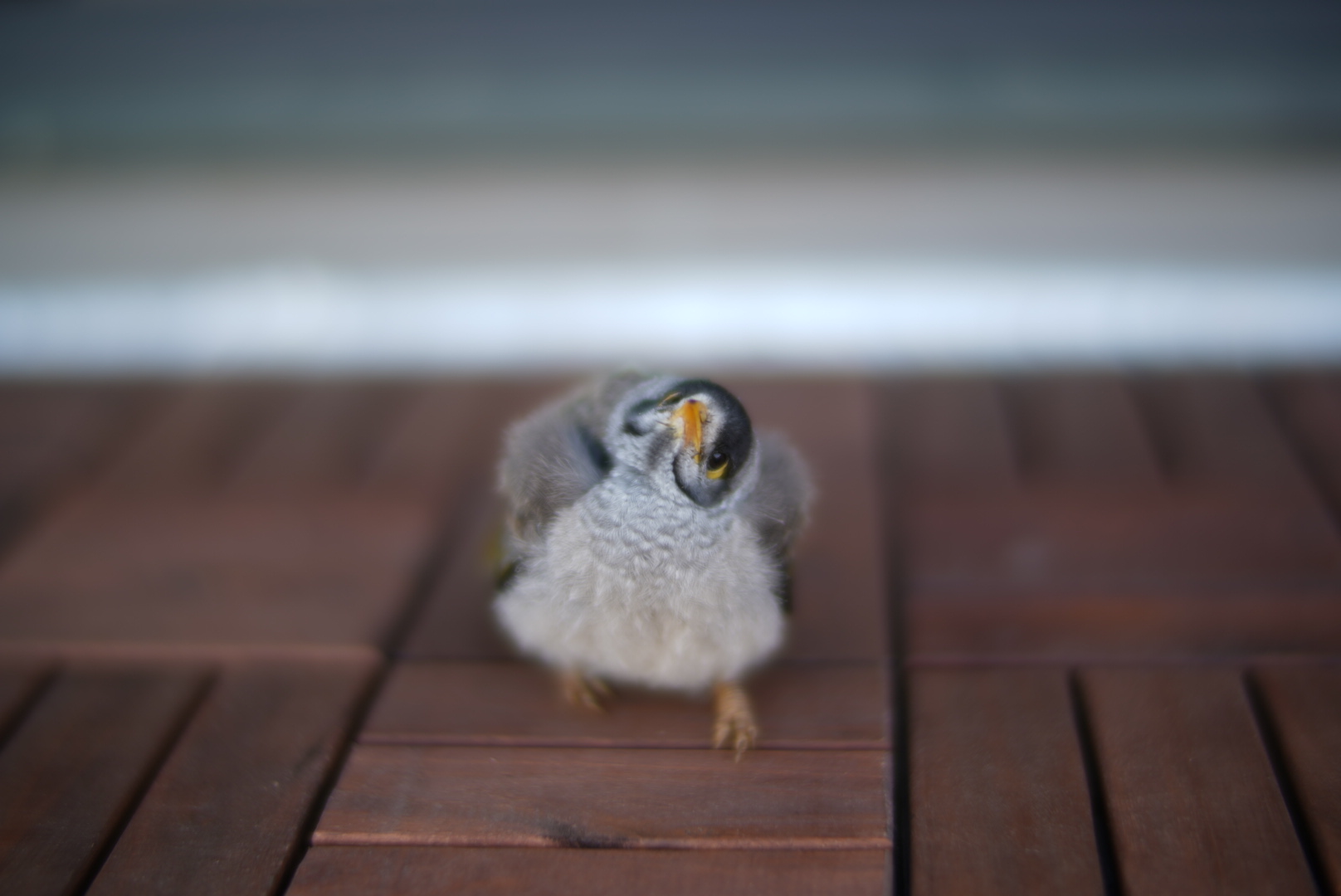 Curious bird. Photo by Donna Wu.